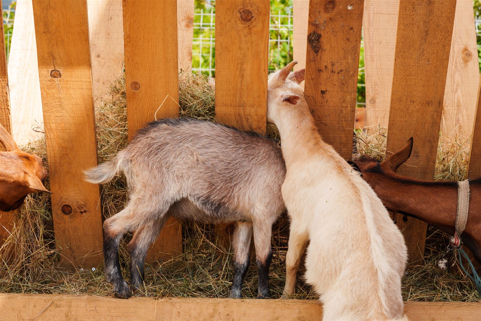 Goats and the red barn on the farm