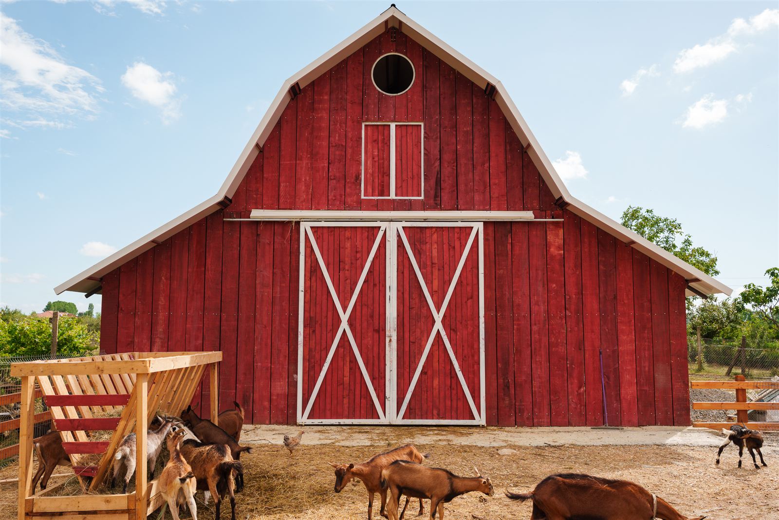 Goats by the red barn