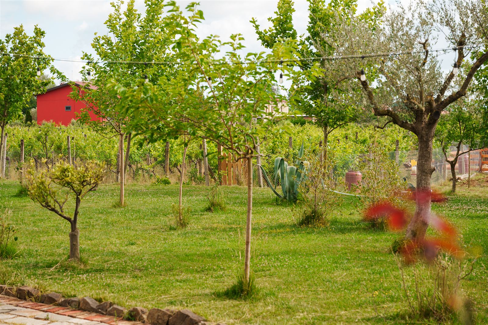 Garden and orchard with string lights