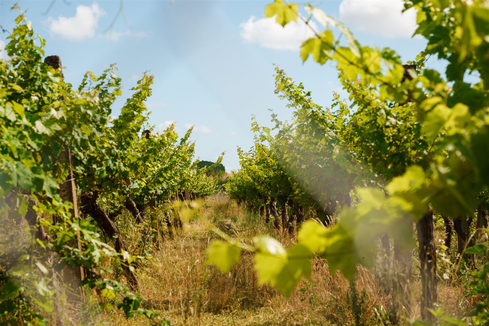 Rows of vines in the estate vineyard