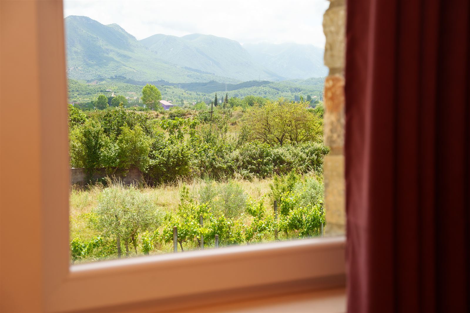 Vineyard and mountain view from a room window